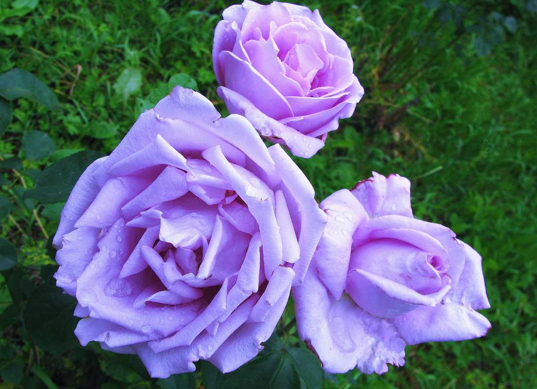 Роза Голубой Нил Blue Nile — что это за чайно-гибридный сорт, достоинства этой оригинальной цветовой группы, как выглядит Выращивание голубой розы на дачном участке, особенности ухода для цветения растения Как переносит зимний период