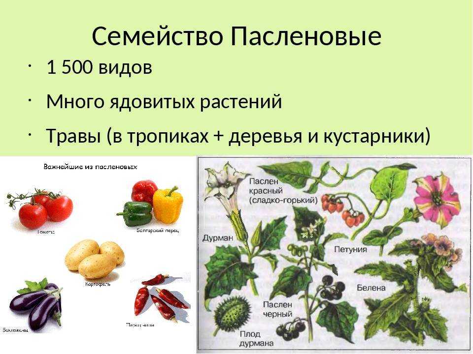 Список семейства пасленовых растений - овощных, лекарственных и декоративных