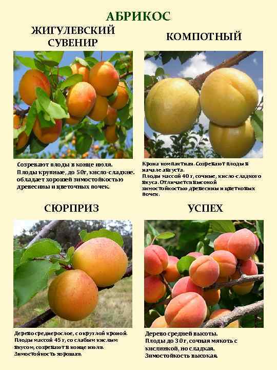 Лучшие сорта абрикоса для участка