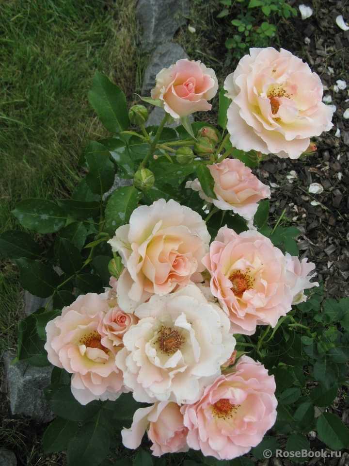 О сортах розы рококо (lemon, lovely, magic, playful): описание и характеристики