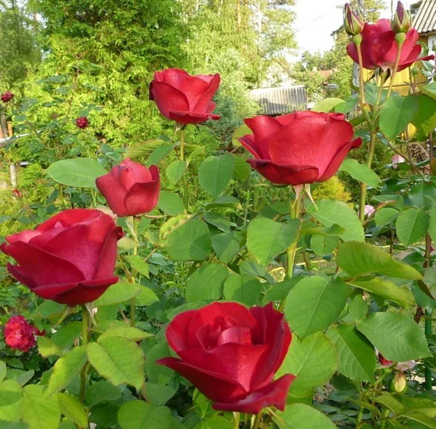 О розе prairie joy: описание и характеристики сорта канадской парковой розы