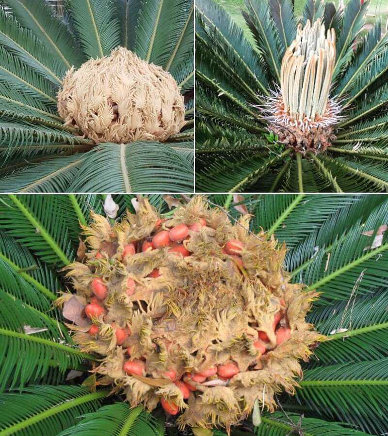 Пальма цикас (саговник): уход в домашних условиях, фото, размножение