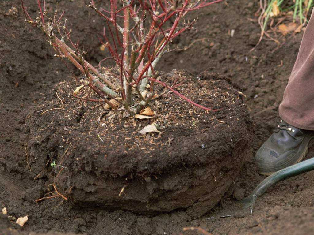 Размножение чубушника отводками, черенками: как правильно делать осенью, летом, весной