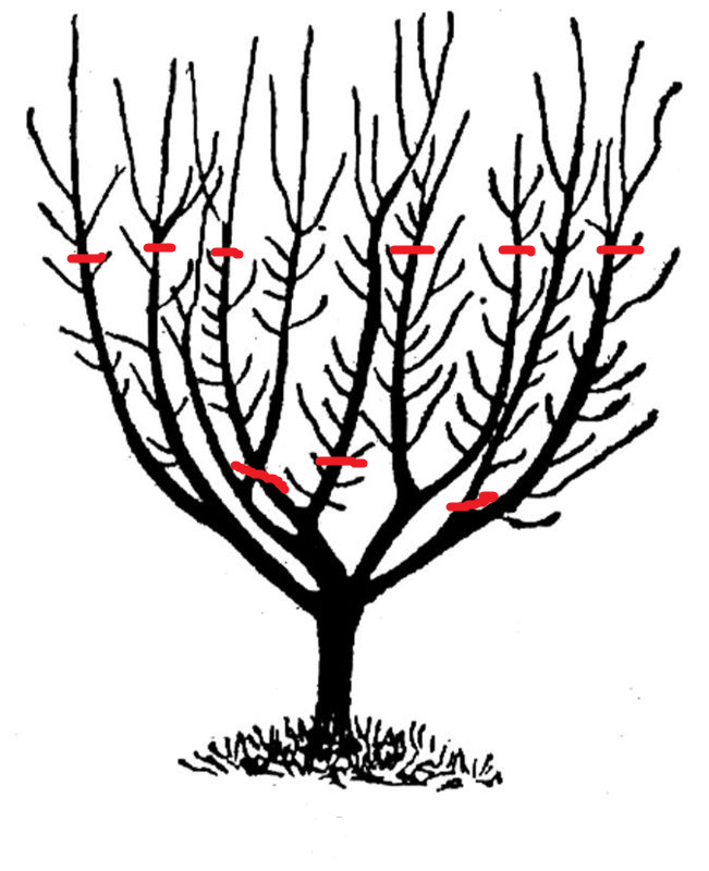 Схемы формирования кроны яблони и правила обрезки ветвей
