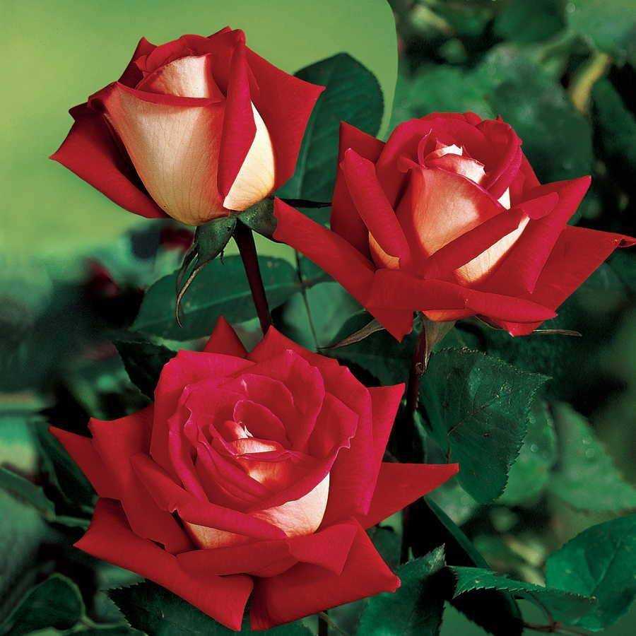Роза осирия (osiria): фото, отзывы, описание, характеристики.