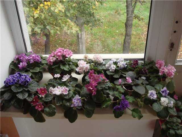 Цветы полезные для спальни, какие растения можно держать в спальне