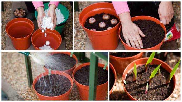 Выращивание гладиолусов в вазонах и кашпо на улице, можно ли посадить в горшок дома