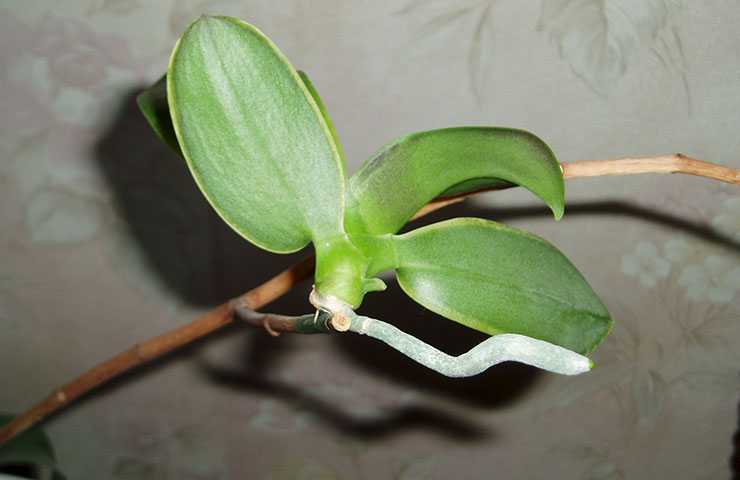 Размножение орхидеи фаленопсис в домашних условиях с помощью деток, черенков цветоносов, семян - цветочки
                                             - 2 апреля
                                             - 43257788642 - медиаплатформа миртесен