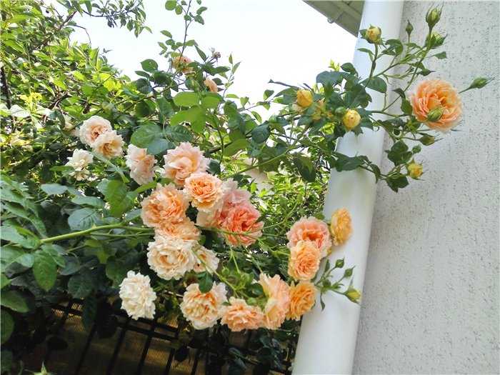Плетистая роза "полька": описание сорта, уход, отзывы + фото и видео