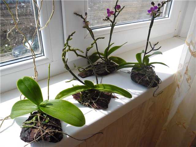 Пошаговая пересадка орхидеи фаленопсис в домашних условиях, особенности выбора горшка и грунта - цветочки
                                             - 1 февраля
                                             - 43955171687 - медиаплатформа миртесен