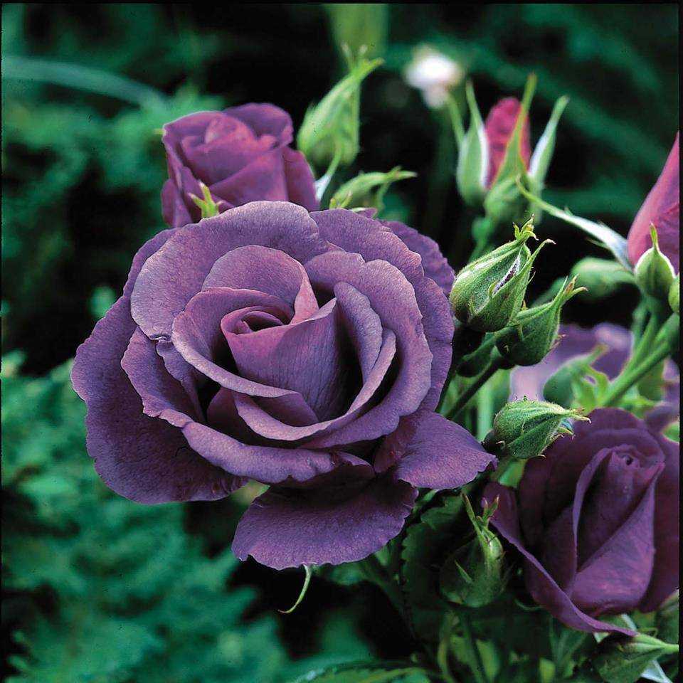 Роза блю мун (blue moon) — описание цветка оригинальной раскраски