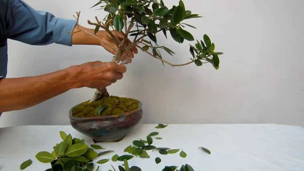 Как вырастить бонсай из дуба в домашних условиях: корневая обрезка и удобрение