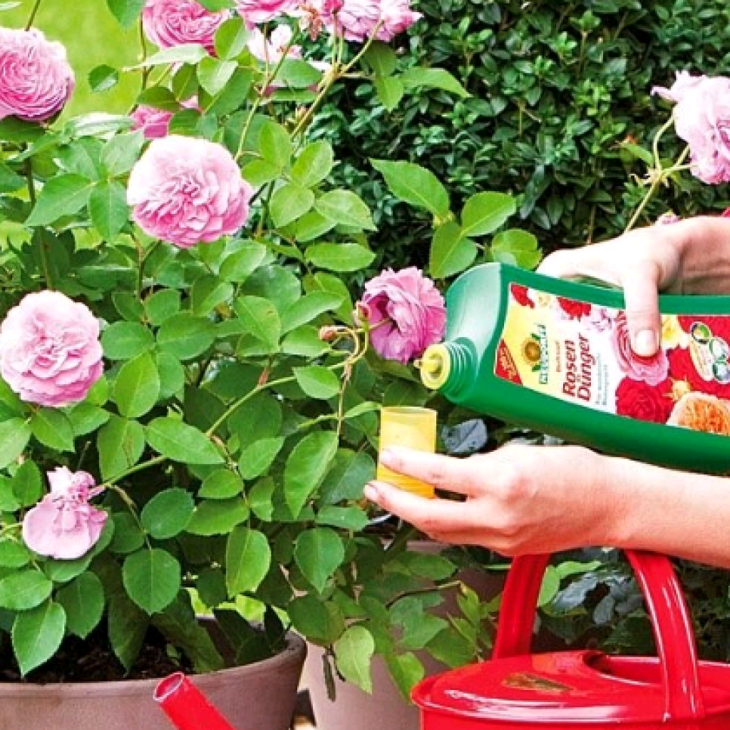 Какие удобрения лучше использовать для подкормки роз