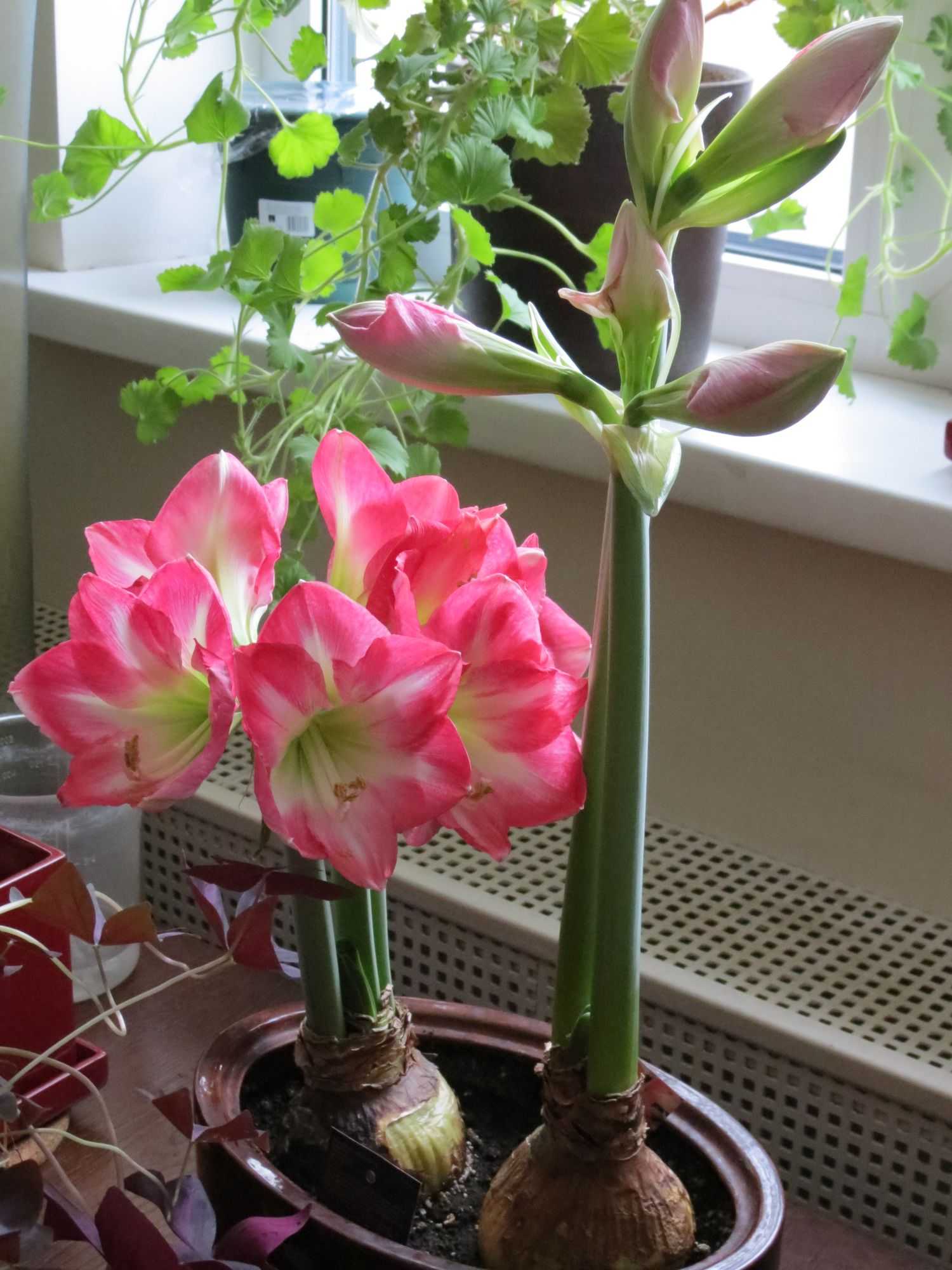 Почему не цветет гиппеаструм - причины и что нужно делать