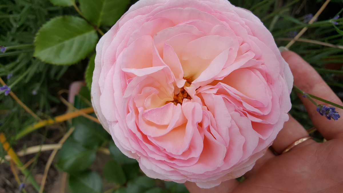 Розы шрабы – особенности посадки и ухода