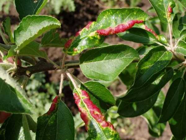 Яблоня: болезни и вредители – гусеницы, тля, пятна на листьях, фото