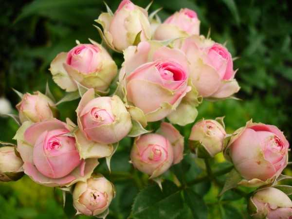 Роза спрей лавли лидия (lovely lydia)