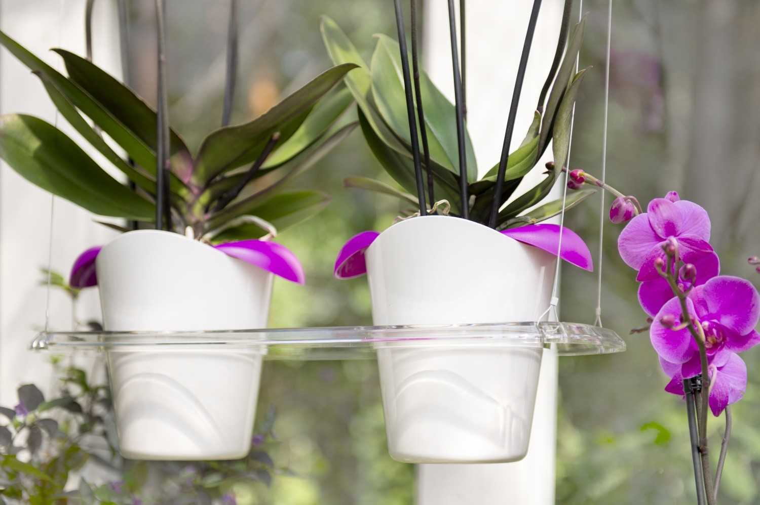 Как грамотно подобрать кашпо для домашней орхидеи?