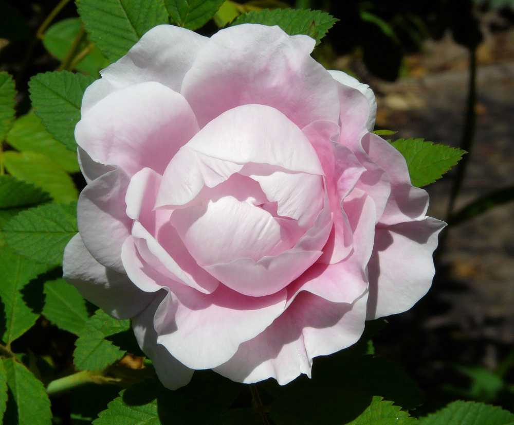 О розе martin frobisher: описание и характеристики сорта канадской парковой розы