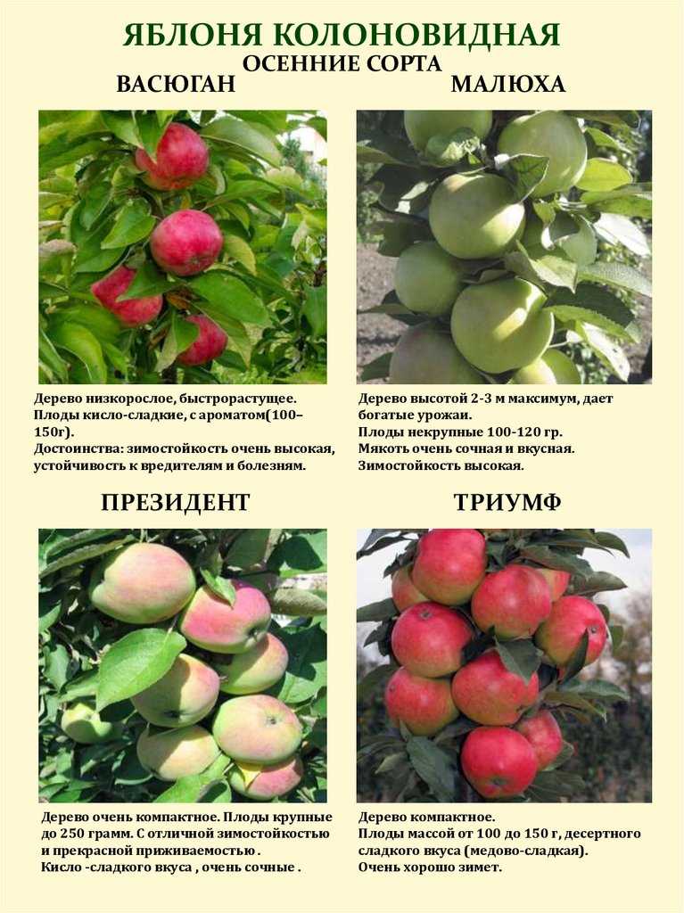 Колоновидная яблоня. описание, виды и советы по выращиванию