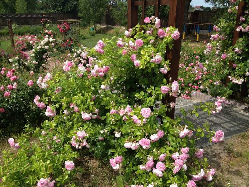 Роза фламентанц: подробное описание сорта и рекомендации по уходу за кустарником