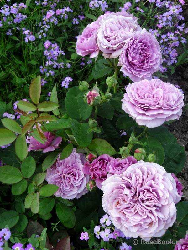 Роза лавендер айс (lavender ice) — характеристики флорибунды