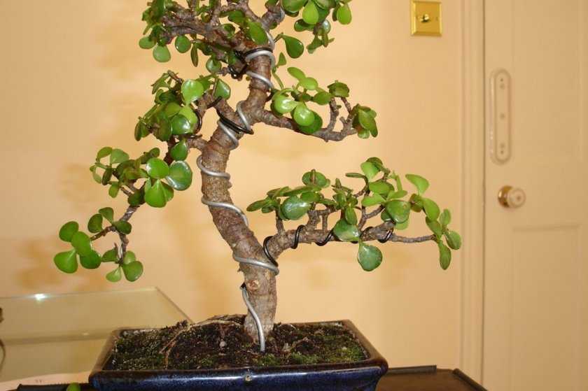 Денежное дерево: как сформировать красивую крону в домашних условиях