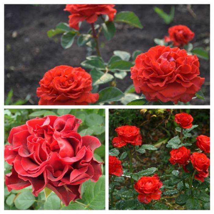 Роза Эль Торо El Toro — что это за разновидность чайно-гибридного растения, описание и характеристики сорта, как выглядит, отличительные черты Правила посадки и выращивания розы на дачном участке, применение в дизайне ландшафта