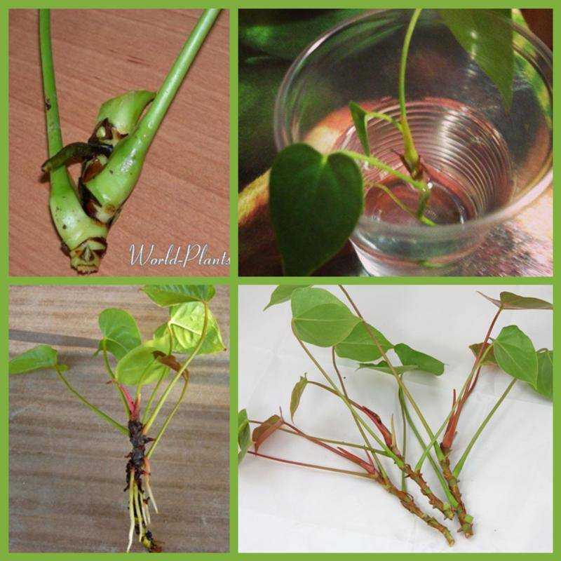 Как размножается антуриум: черенками, листом, укоренение отростков