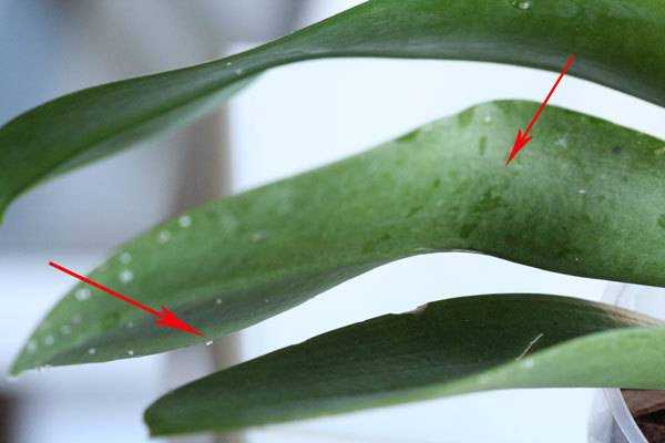 Липкие листья у орхидеи: причины, по которым может образоваться налет, а также способы лечения растения и методы профилактики болезней