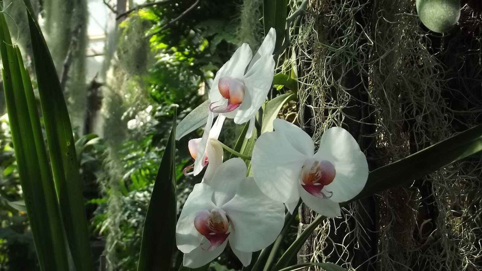 Где растут орхидеи - цветочки
                                             - 3 декабря
                                             - 43654858613 - медиаплатформа миртесен