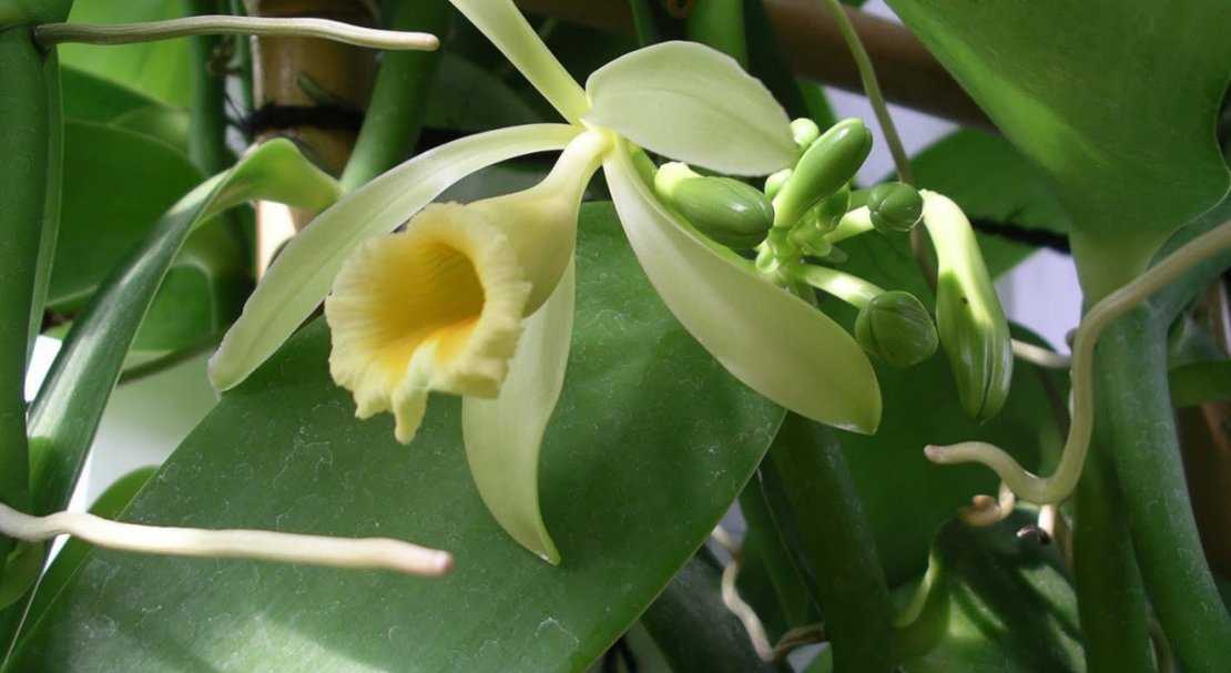 Орхидея ваниль: фото цветка, описание, история разведения, а также рекомендации по уходу за этим растением в домашних условияхдача эксперт