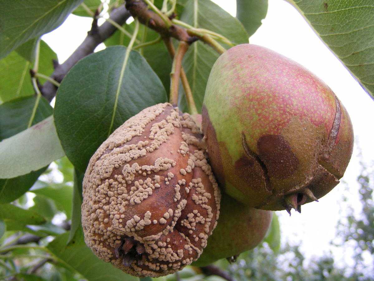 Почему гниют груши на дереве: что делать, главные причины и меры борьбы с болезнью и вредителями