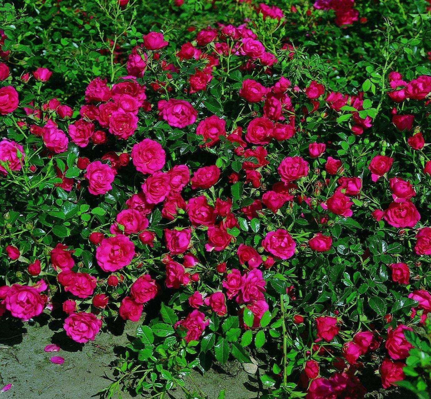 Какие розы самые лучшие для частного сада — описания популярных видов