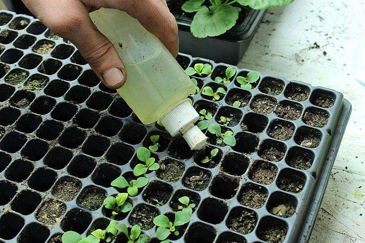 Когда и как сажать лобелию в 2022 году на рассаду: хитрости посева семян пошагово с видео, выращивание лобелии