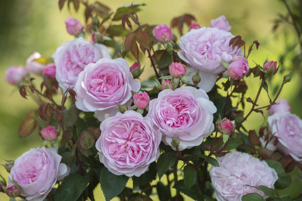 Английские розы (david austin roses)