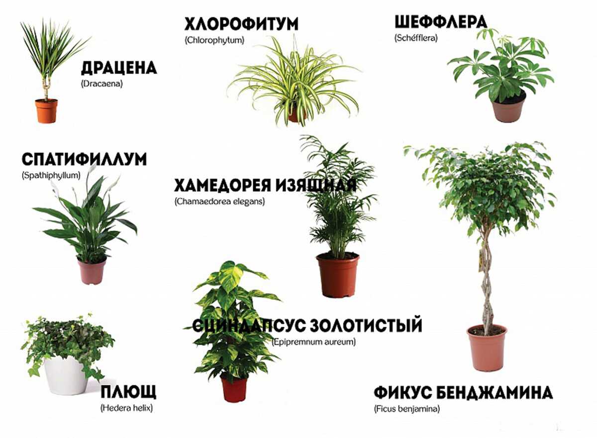 Домашние растения названия