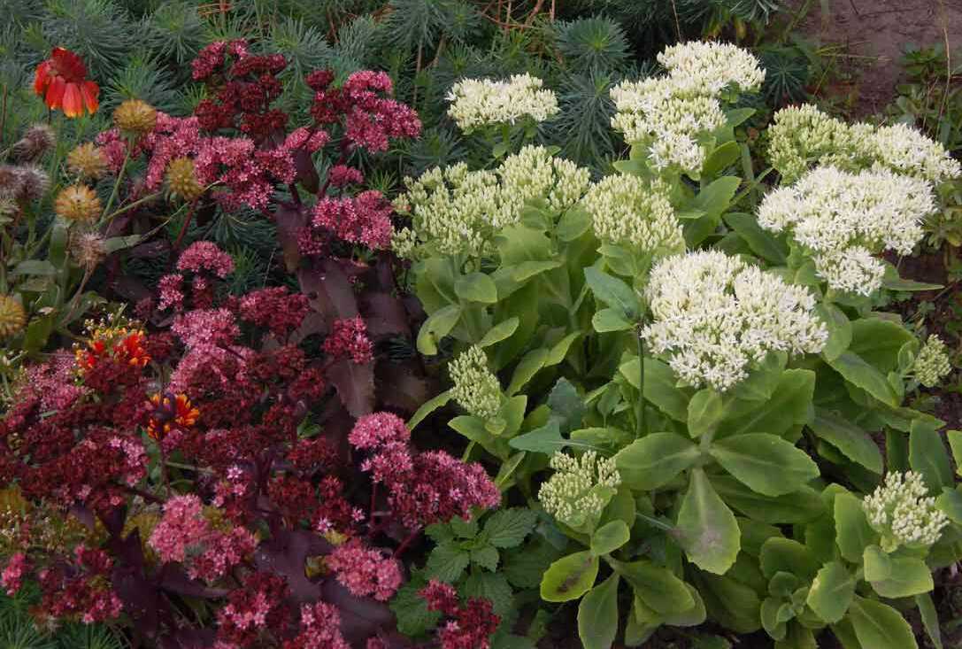 Гаультерия - выращивание цветка на подоконнике и в открытом грунте. посадка, размножение, уход, цветение. агротехнические технологии