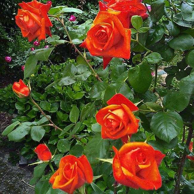 Роза чайно-гибридная. уход, выращивание. сорта. цветок. фото. — ботаничка.ru
