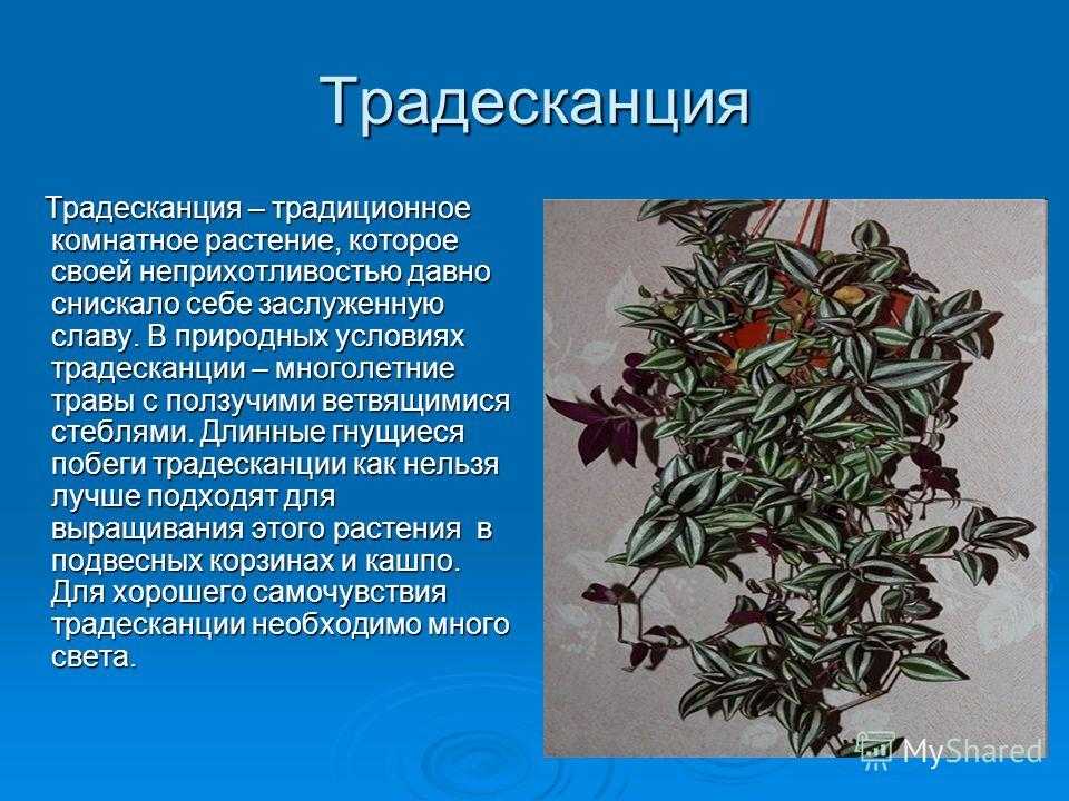 Традесканция (tradescantia). уход, формирование, размножение. | floplants. о комнатных растениях