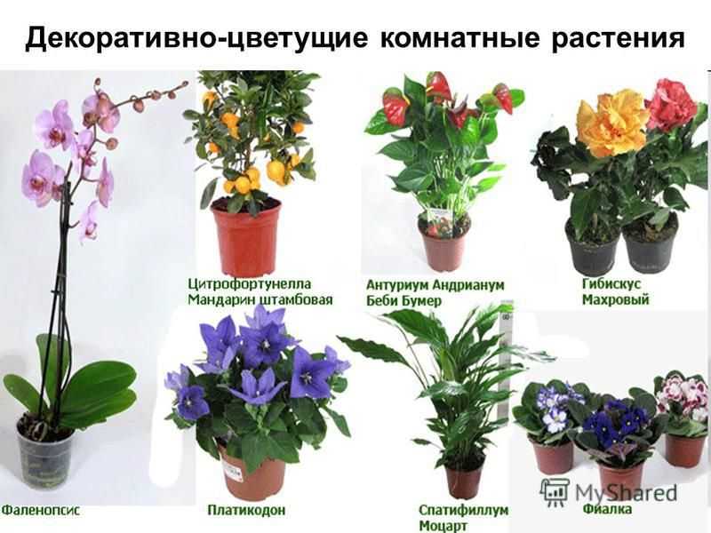 🏵 комнатные домашние растения и цветы: фото и названия, разновидности