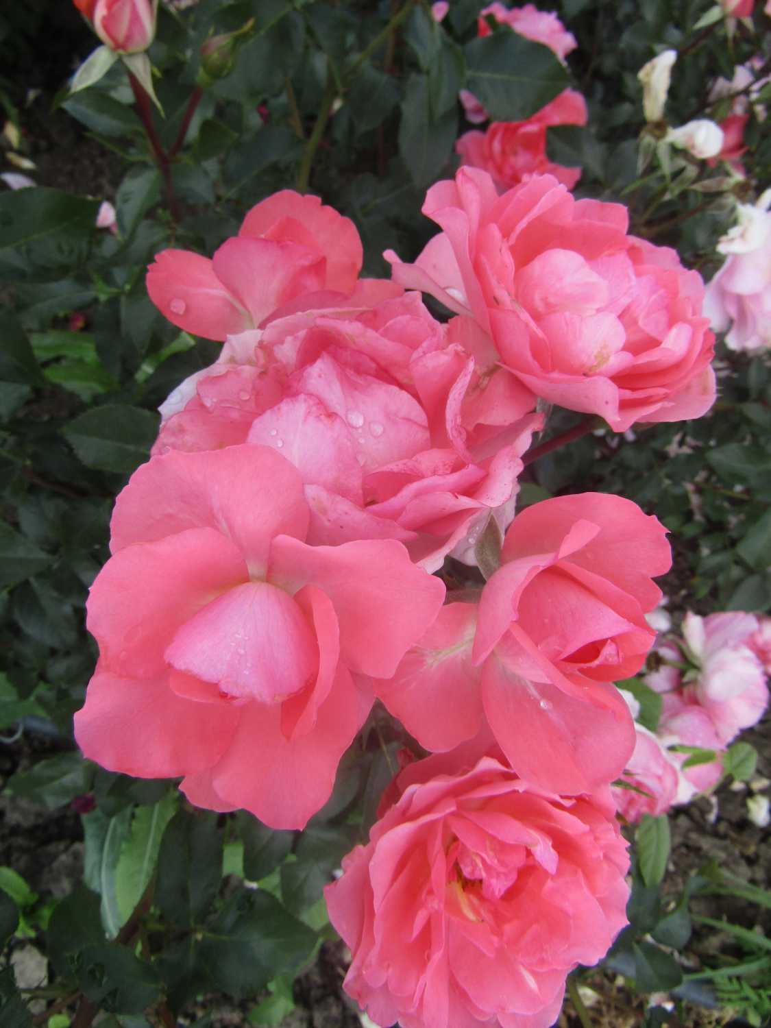 Описание белой почвопокровной розы-шраба сорта бланк мейяндекор или мейдиланд