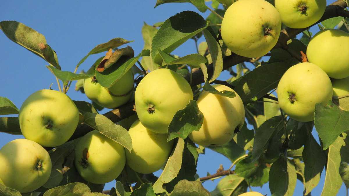Описание сорта яблони белый налив: фото яблок, важные характеристики, урожайность с дерева