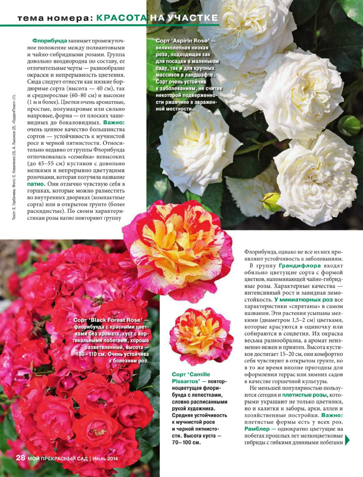 Роза флорибунда и её сорта на фото: посадка, уход и советы