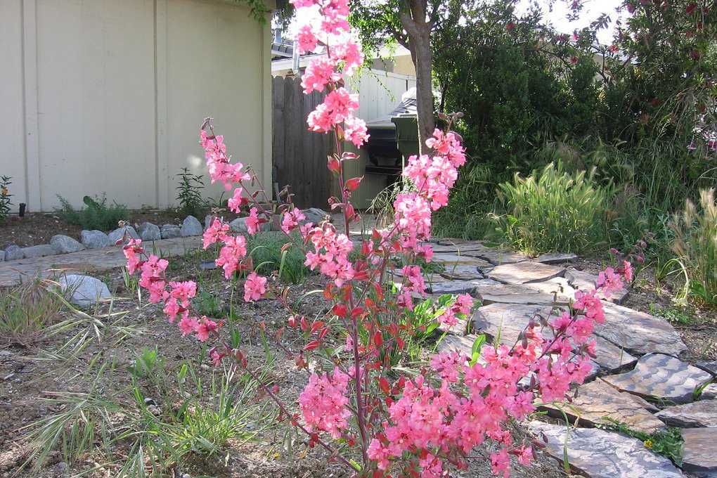Цветочная культура кларкия: посадка и уход в открытом грунте, фото, тонкости выращивания однолетнего кустарника
