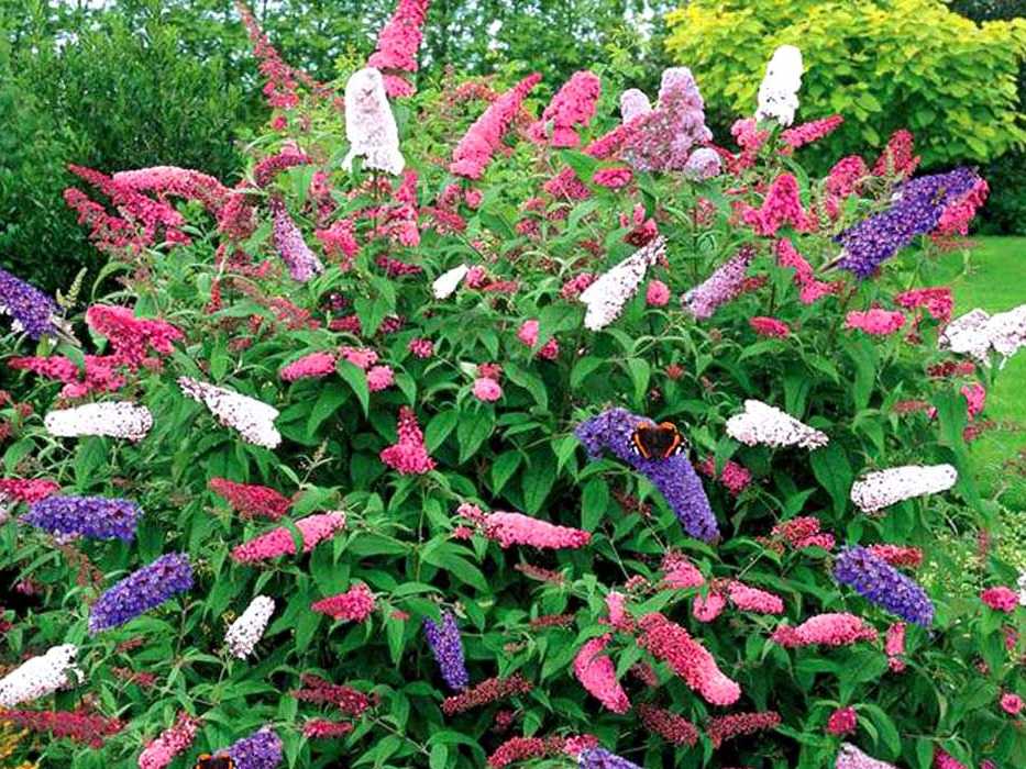 Цветущие кустарники многолетники - фото с названиями