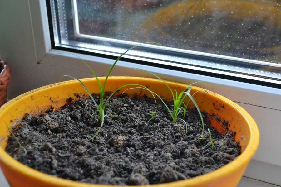 Уникальный циперус: как выращивать дома