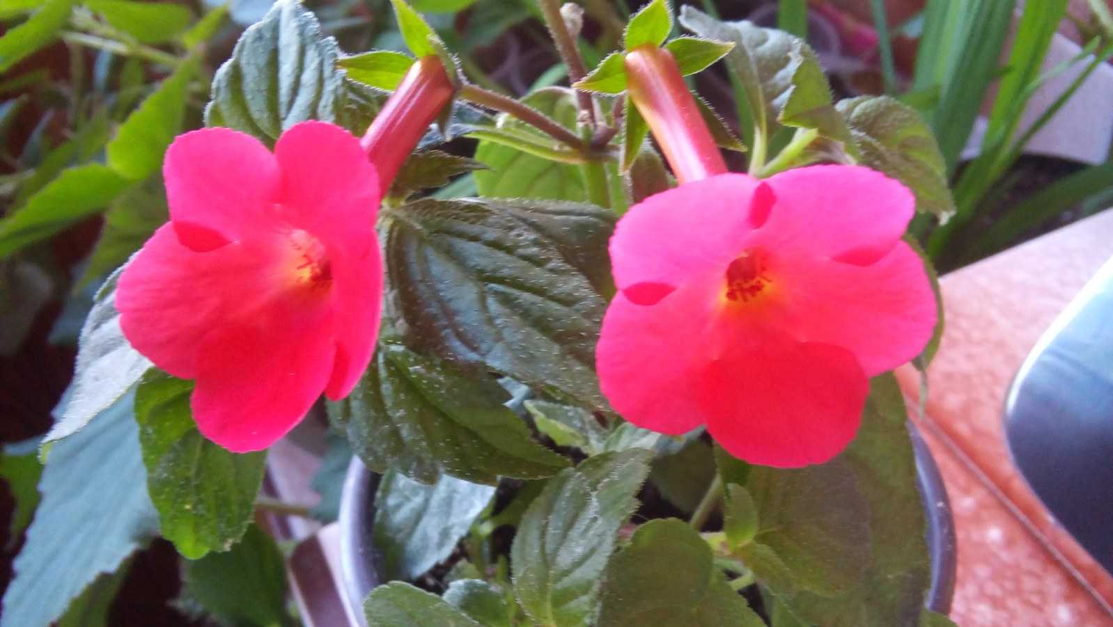 Ахименес: все нюансы ухода за цветком и его выращивания в домашних условиях + фото и видео