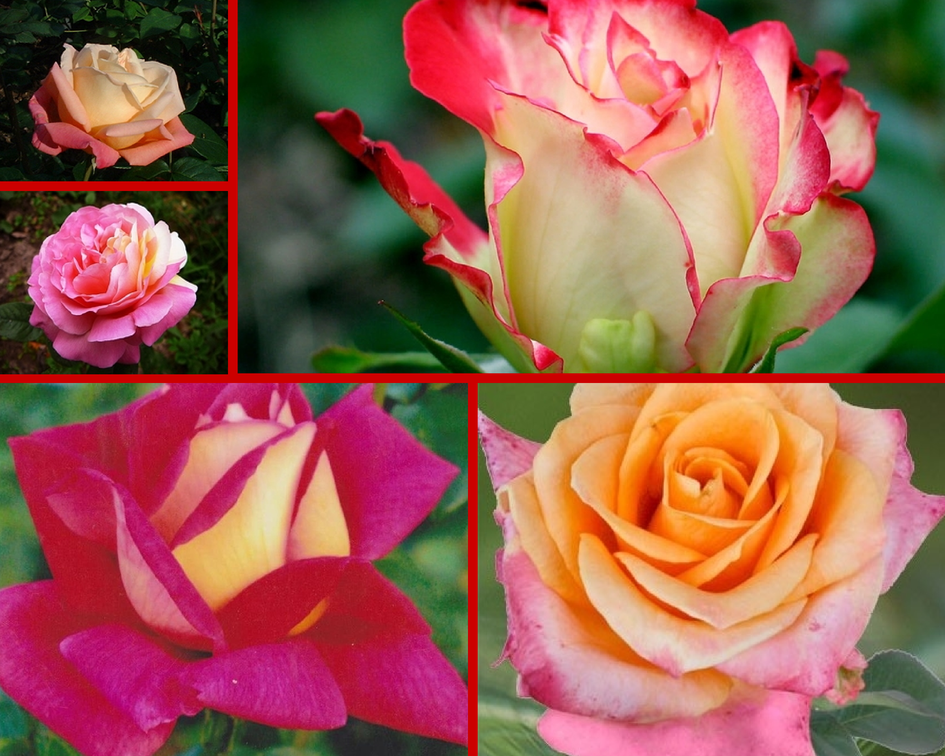 Клод брассер роза - описание, особенности, плюсы и минусы, правила выращивания