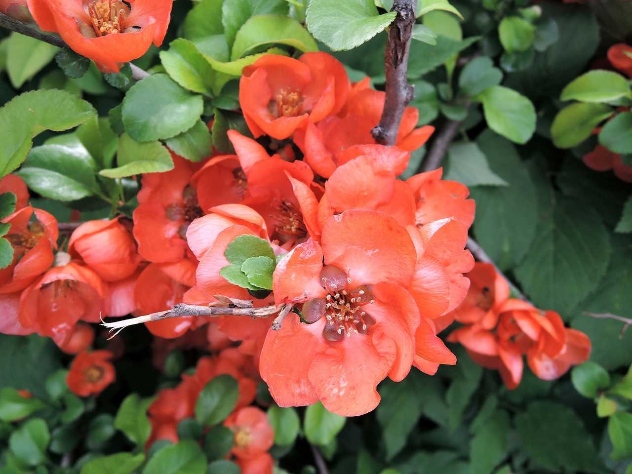 Хеномелес (японская айва) - идеальное растение для «ленивого дачника»